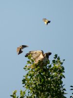 aug 1 2016 Hawk-0015.jpg