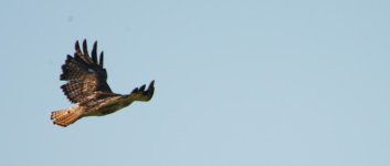 aug 1 2016 Hawk-0018.jpg