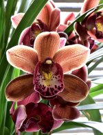 Orchid edited.jpg