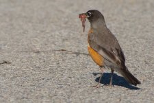 small birds-0011.jpg