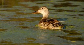 duck -0003.jpg