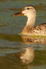 duck -0007.jpg