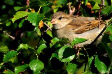 small birds-0004.jpg