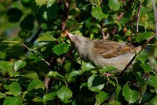 small birds-0006.jpg