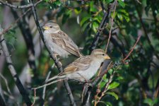 small birds-0009.jpg