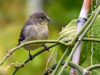 Goldfinch.jpg