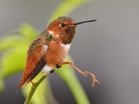 Hummer9.jpg