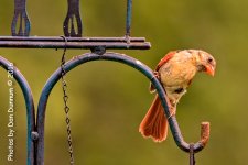 Mid day birds-1672-Edit.jpg