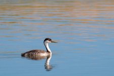 WGrebe-101.jpg