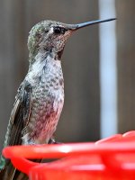 Hummer17.jpg