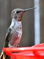 Hummer16.jpg
