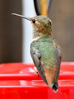 Hummer12.jpg
