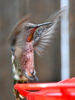 Hummer14.jpg