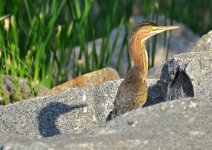 ROY_5088.JPG