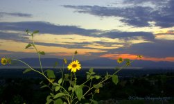 Sunset on East Provo Bench #7 8-2-2016.jpg