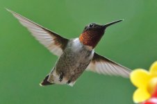 Hummer-raw.jpg