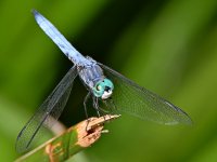 DragonFly3.jpg