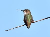 Hummer4.jpg