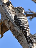 Woodpecker3.jpg