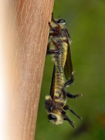 FalseBee.jpg