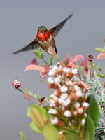 Hummer2.jpg