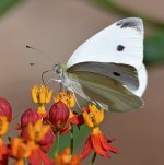Moth5.jpg