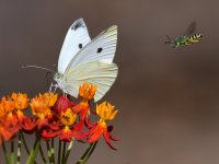 Moth2_2016_08_03.jpg