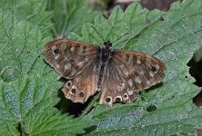DSC_3365bfly1.jpg