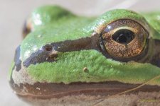 In a Frogs Eye 2.jpg