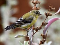 Goldfinch.jpg
