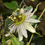Passiflora.jpg