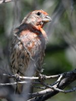 Finch.jpg