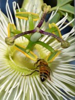 PassifloraBee.jpg
