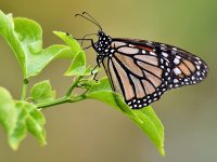 Monarch.jpg
