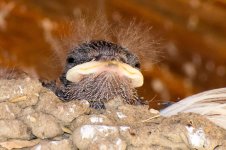 SwallowBaby-100.jpg