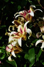 DSC_3382lily.jpg