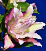 DSC_3393-1lily7.jpg