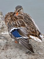 Duck.jpg