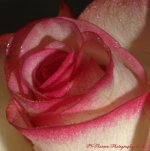 Red and White Rose #3 8-4-2016.jpg