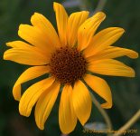 Sunflower #1 8-4-2016.jpg