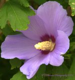 Purple Rose of Sharon #2 8-4-2016.jpg