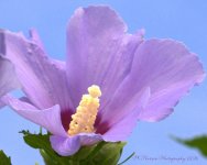 Purple Rose of Sharon #3 8-4-2016.jpg