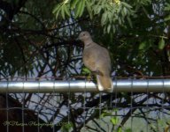 Dove 8-4-2016.jpg