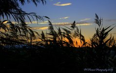 Sunset in a Lehi Park #6 8-4-2016.jpg