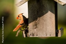 Afternoon Birds-1940.jpg