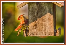 Afternoon Birds-1940-Edit.jpg