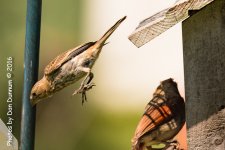 Afternoon Birds-1930.jpg