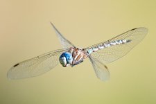 DFFlight-106.jpg