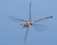 DFFlight-105.jpg