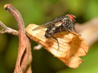 Fly.jpg